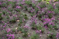 Magenta-colored flowers of Michaelmas daisies in September Royalty Free Stock Photo