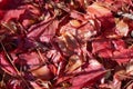 Magenta colored leaves as a carpet in a park Royalty Free Stock Photo