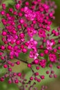 magenta-colored sea of flowers in detail