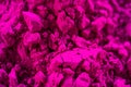 Magenta Colour Holi Abir or Gulal Powder