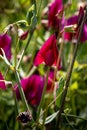 Wild sweet peas growing on sand dunes at a surf beach in Gisborne, New Zealand