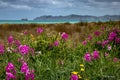 Wild sweet peas growing on sand dunes at a surf beach in Gisborne, New Zealand