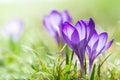 Magenta crocus flower blossoms at spring Royalty Free Stock Photo