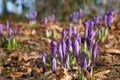 Magenta crocus flower blossoms at spring Royalty Free Stock Photo