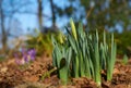 Magenta crocus flower blossoms at spring Royalty Free Stock Photo