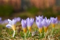 Magenta crocus flower blossoms at spring Royalty Free Stock Photo