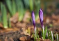 Magenta crocus flower blossoms at spring Royalty Free Stock Photo
