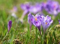 Magenta crocus flowers blossom at springtime Royalty Free Stock Photo