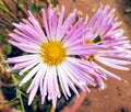 Magenta crysanthemum flower Royalty Free Stock Photo