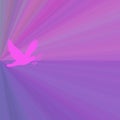 Magenta Dove Background