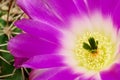 Magenta echinocereus cacti flower Royalty Free Stock Photo