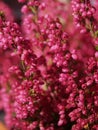 Magenta floral background Royalty Free Stock Photo