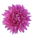 Magenta flower Royalty Free Stock Photo