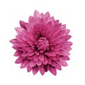 Magenta flower dahlia on a white isolated background with clipping path. Closeup. Royalty Free Stock Photo