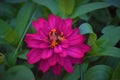 Magenta flower in field