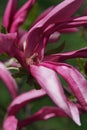 Magenta flower of magnolia