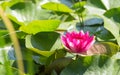 Magenta flower of water lily in sunlit dense foliage