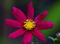 Magenta Flower with yellow center