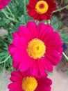 Magenta flower Royalty Free Stock Photo