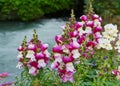 Magenta flowering common snapdragon Royalty Free Stock Photo