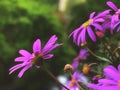 Magenta flowers blooms in spring