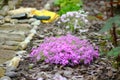 Magenta Flowers with Garden Tools Royalty Free Stock Photo