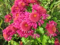 Magenta Flowers in a Green Garden