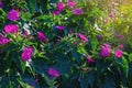 Magenta flowers of Mirabilis jalapa marvel of Peru or four oclock flower in garden Royalty Free Stock Photo