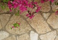 Magenta flowers on stone wall