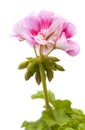 magenta geranium isolated Royalty Free Stock Photo