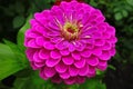 Magenta gerbera flower