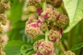 Magenta and green round flowers hanging from a stem Royalty Free Stock Photo