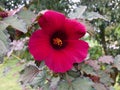 Magenta hibiscus flower closeup with leaves in the background.