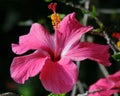 A Magenta Hibiscus Flower in Details