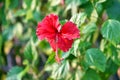 Magenta hibiscus flower. Red petal blossom flowers