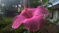 Magenta hibiscus flower
