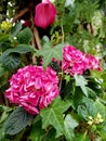 Magenta hortensia garden