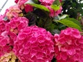 Magenta hortensia garden