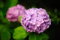 Magenta Hydrangea Hortensia