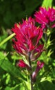 Magenta Indian Paintbrush Wildflower Mount Rainier Paradise Royalty Free Stock Photo