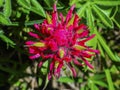 Magenta Indian Paintbrush Wildflower Mount Rainier Paradise Royalty Free Stock Photo