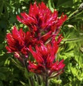 Magenta Indian Paintbrush Wildflower Mount Rainier Paradise Royalty Free Stock Photo
