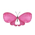 Magenta light butterfly with detailed wings isolated. Watercolor hand drawn realistic insect llustration for design