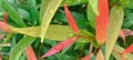 Magenta lily, Syzygium paniculatum, magenta lilly pilly, magenta cherry, species flowering plant, myrtle family Myrtaceae