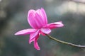 Magenta magnolia flower