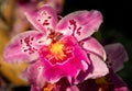 Magenta Miltonia Orchid Royalty Free Stock Photo