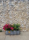 Magenta, orange and yellow potted flowers next to the wall as background.