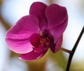Magenta Orchid Blooms on Stem in Mexico