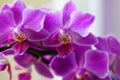 Magenta orchid closeup