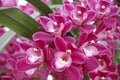 Magenta Orchid